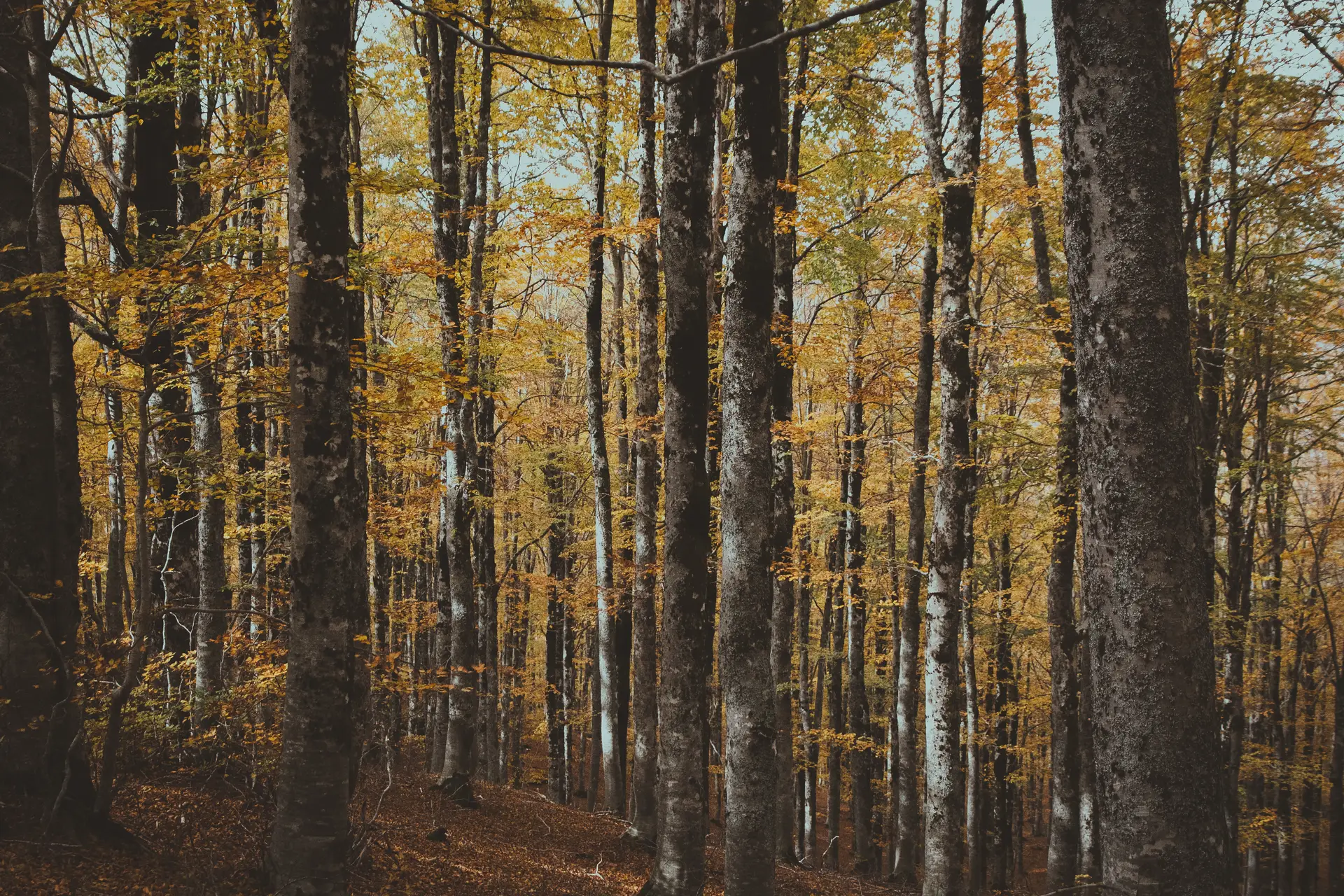 Tronchi sottili in un bosco autunnale.